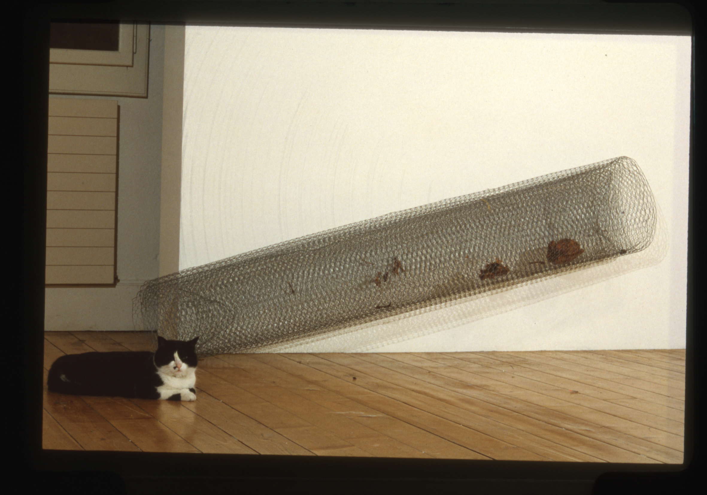 Jimmie Durham / David Hammons / Pedro Cabrita Reis image