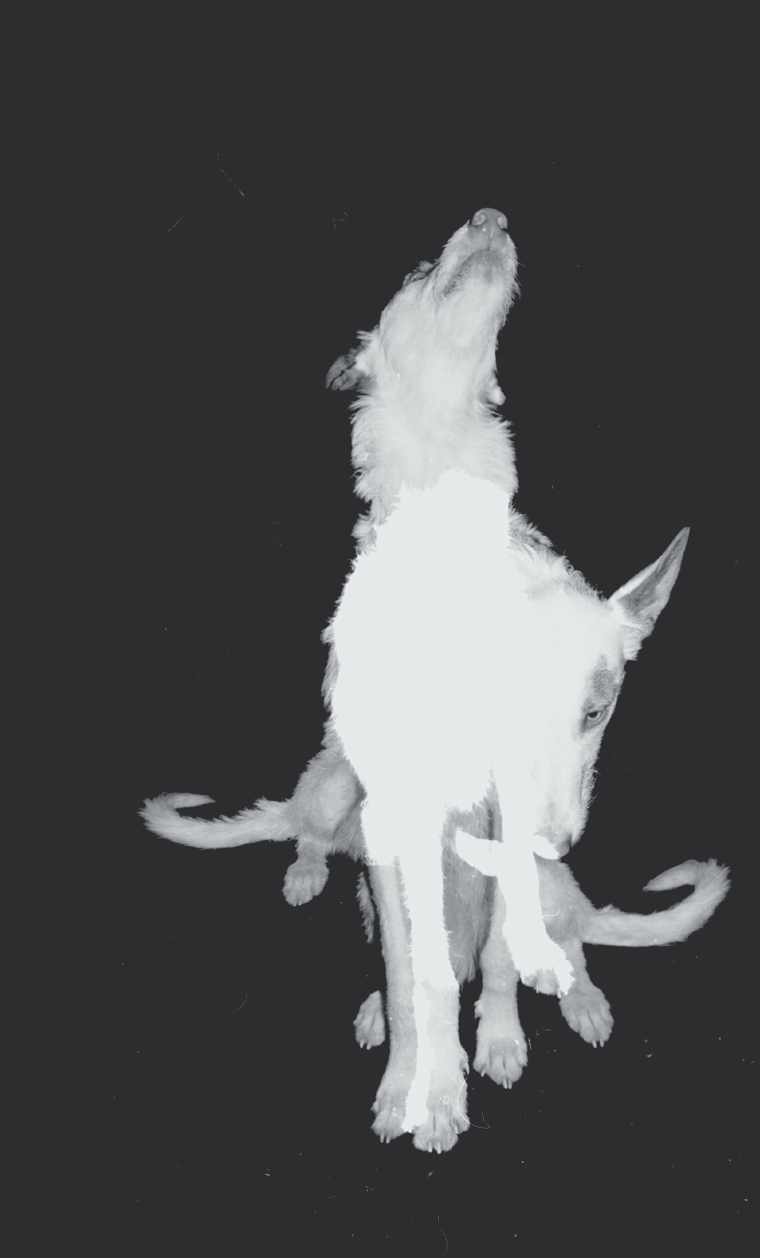 Anathema image